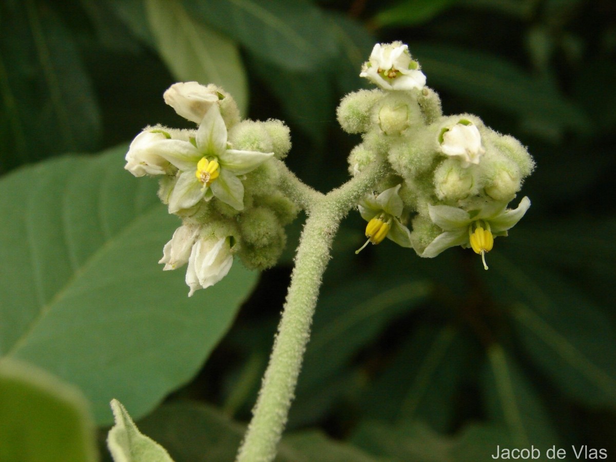 Solanum erianthum D.Don